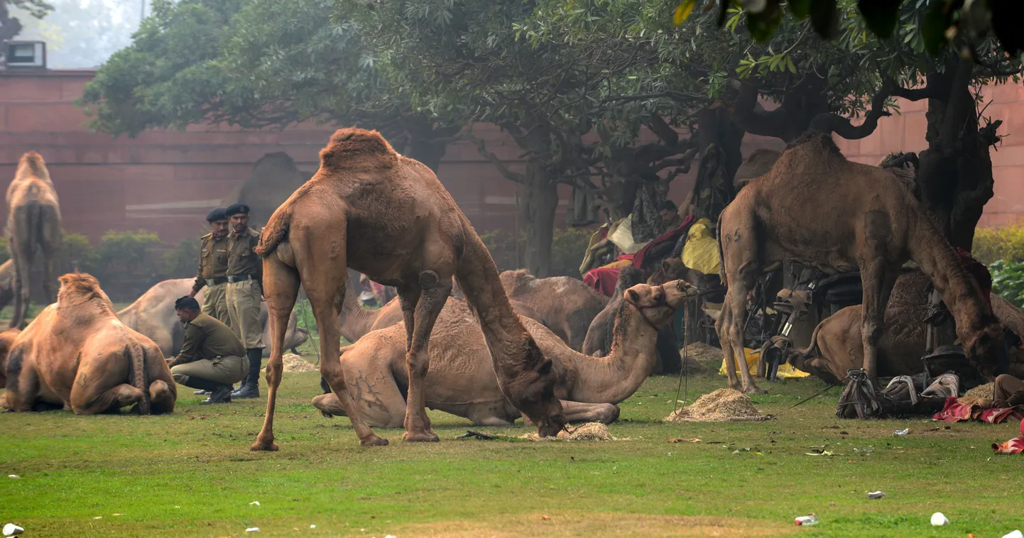 Indian Border Security Force (BSF) soldiers relaxes after riding their camels during a rehearsal for the Indian Republic Day parade in New Delhi on January 17, 2013.  India will celebrate its 64th Republic Day on January 26 with a large military parade. AFP PHOTO/RAVEENDRAN