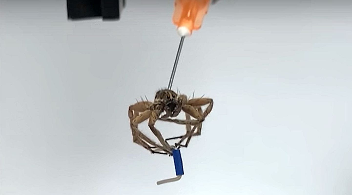 Nekrobotist ämblikule on leitud juba esimene praktiline rakendus.