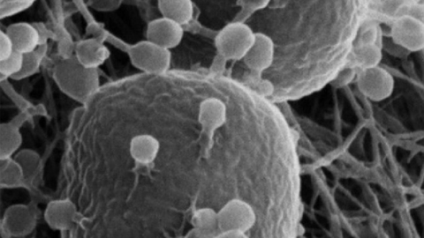 Tehisaru suudab edukalt viiruseid luua – kas peaksime muret tundma?