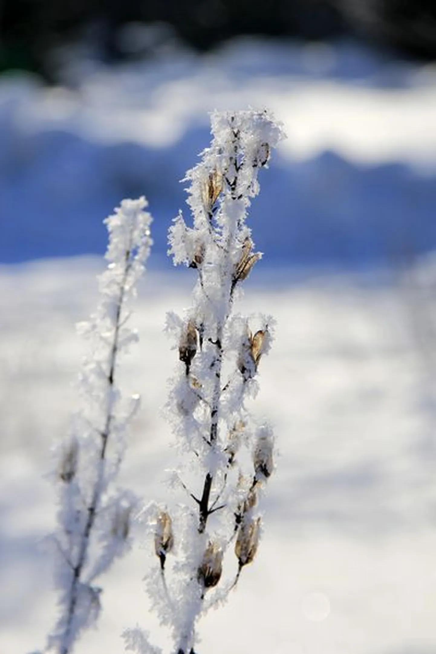 Härmas kõrred.