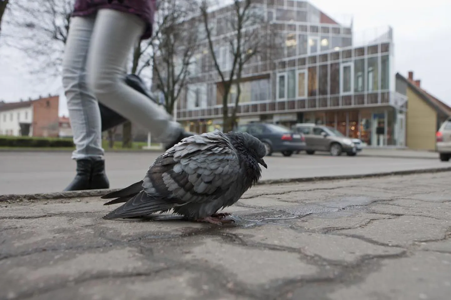 Eile Tartu tänaval kössitanud tuvi oli ilmselt haige ega teinud mööduvatest inimestest väljagi. Samal moel käituvaid linde on viimastel nädalatel märganud paljud linlased.
