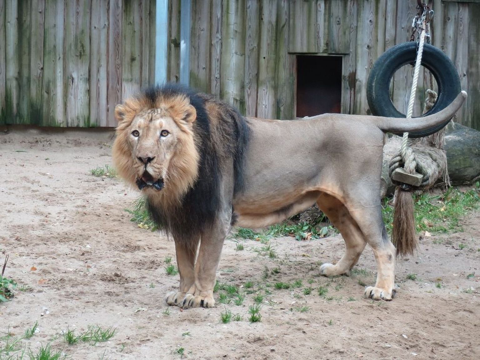 Aasia lõvi Juna.