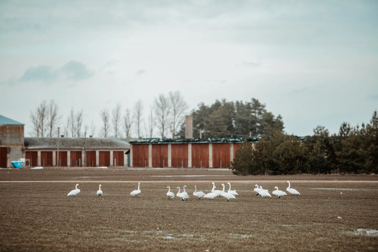 8. märts, luiged on maandunud.
