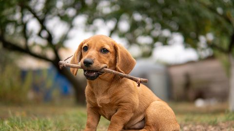 Tartu Museum Opens its Doors to Dogs for Special Event