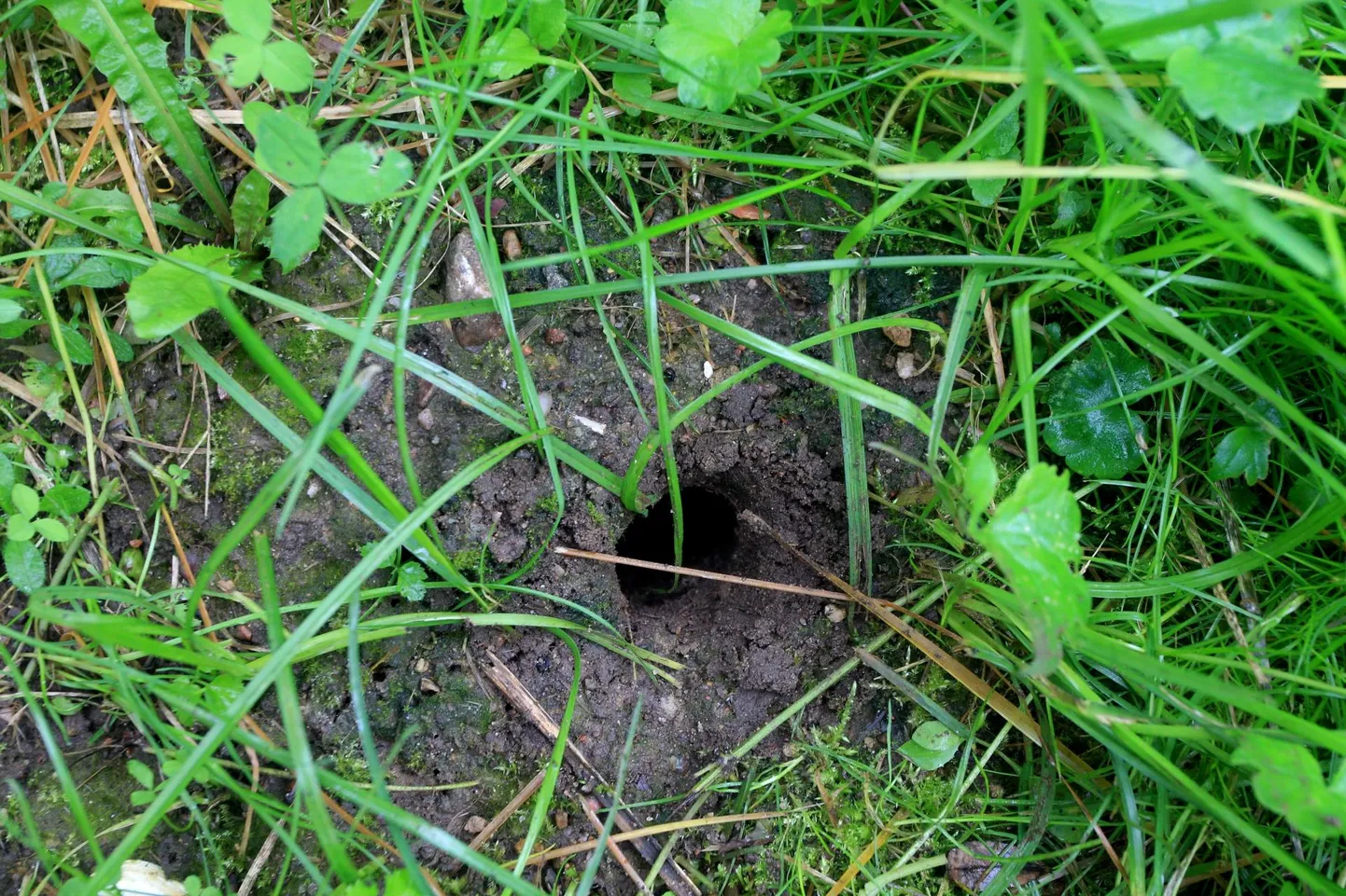 Säärased augud murus viitavad, et seal tegutseb vesirott.