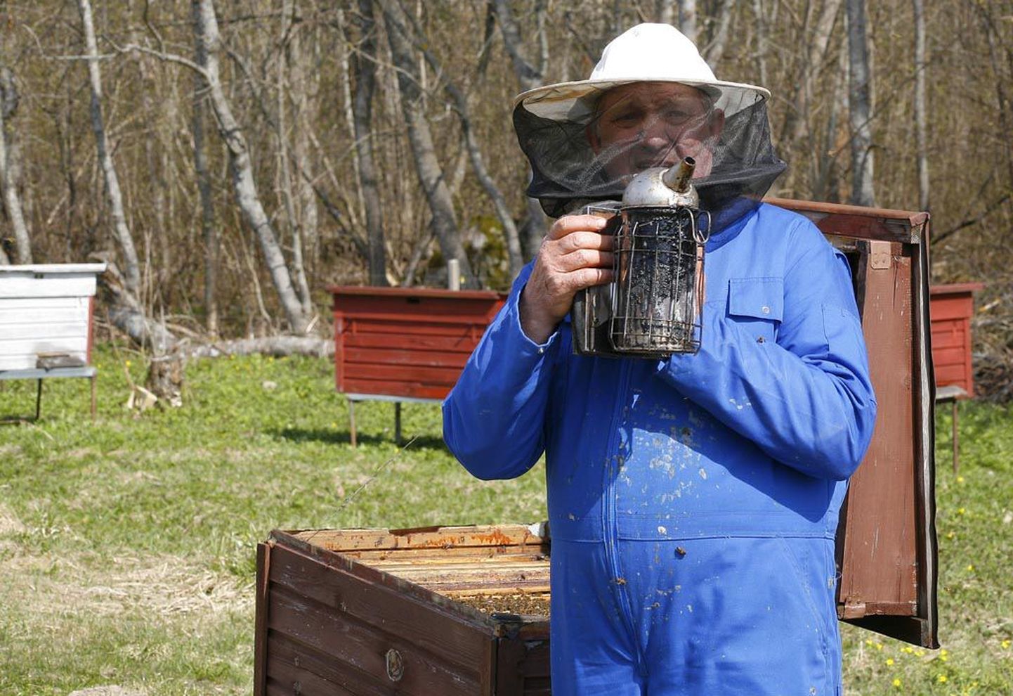 Mesinik August Rapp suitsutab oma Rindali mesilas ründavaid tiivulisi eemale.