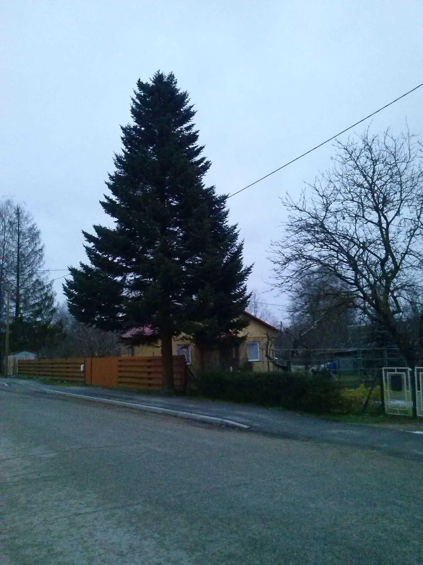 Võru linna jõulupuu oma kasvukohas Parksepa alevikus.