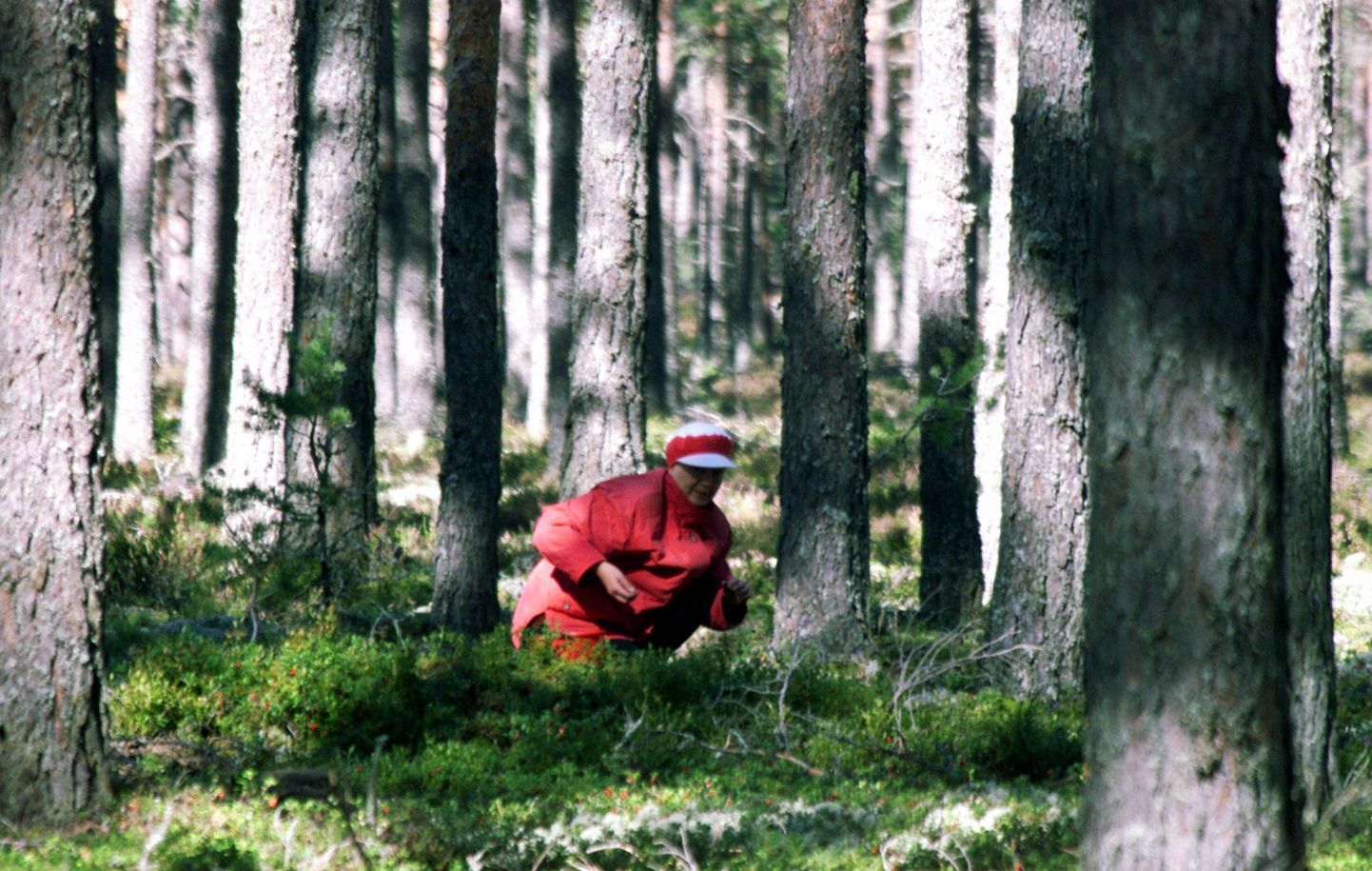 Eesti metsade tuleoht on keskmine. Pildil marjuline.