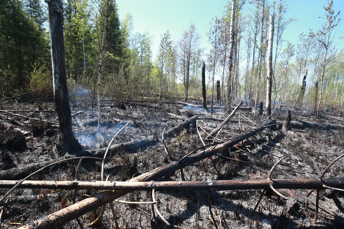 Sudistes on metsatulekahju