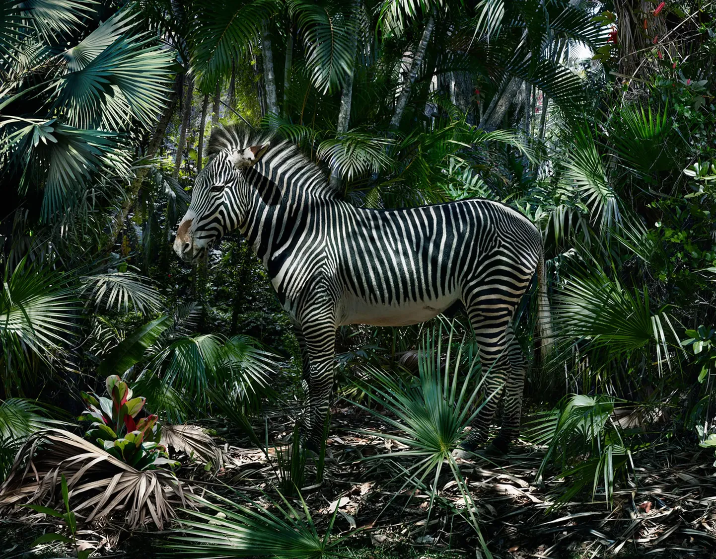 Simen Johan seob dokumentaalsed ülesvõtted loomadest ja maastikest pigem maalile või filmikunstile omaste struktureeritud kompositsioonide ja kontseptuaalse lähenemisega.