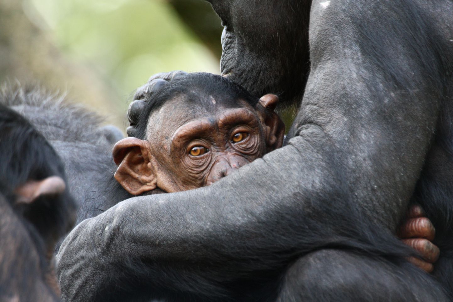 Самка шимпанзе с детенышем