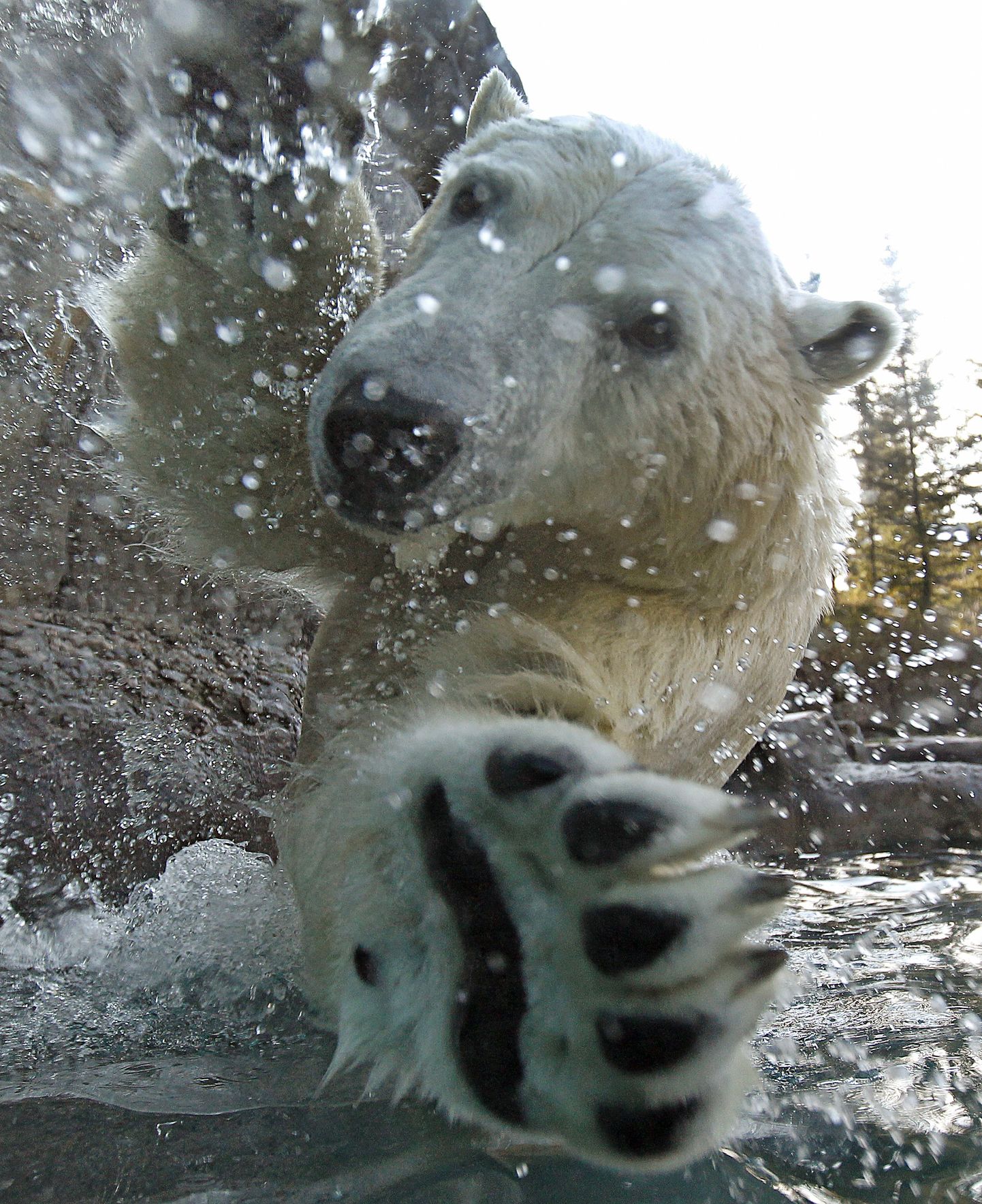 Jääkaru St-Felicien loomaaias. Pilt on illustratiivne.