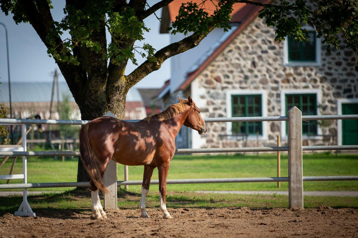 Pärnumaa taludest osutus populaarseimaks Tori hobusekasvandus.