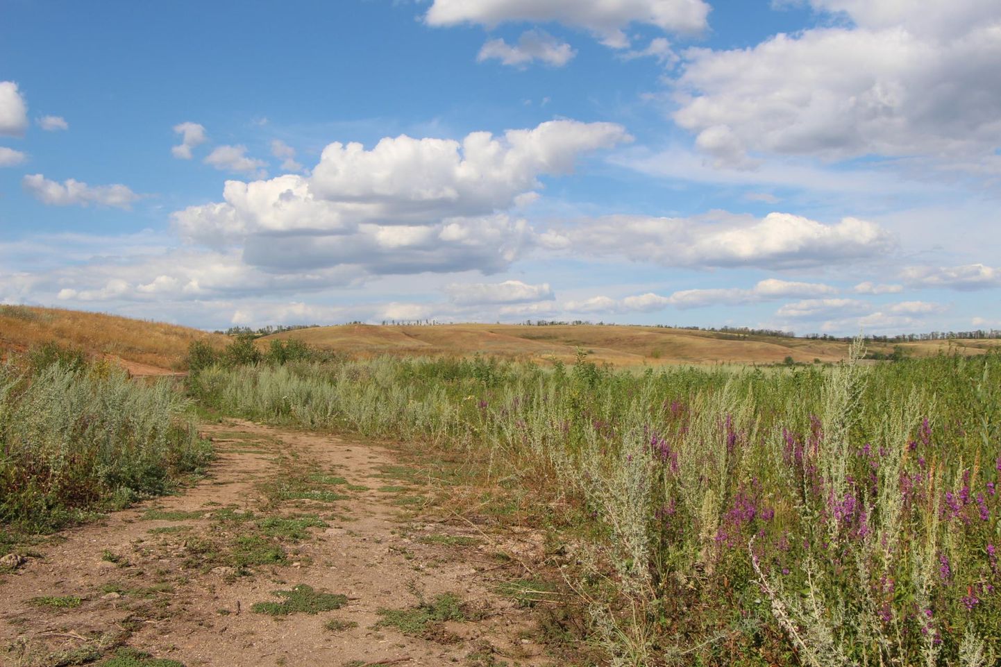 Paljude Eesti taimeliikide algne kodu on Kesk-Euroopa või Euraasia stepialadel, kus valdavad lubjarikkad mullad. Pildil Venemaa stepp.
