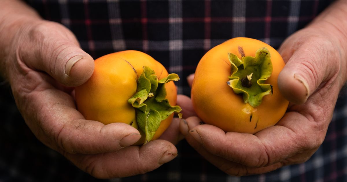 Два хурма. Текстиль в интерьере чайханы. Чайхана пенза красная 49. Два хурма. Два хурма.