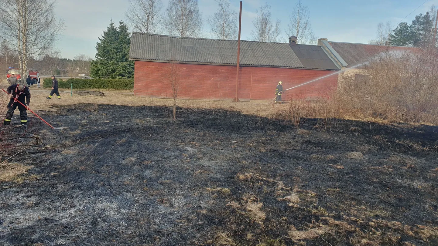 Võrumaal Kose alevikus Ülase tänaval põles ligi hektar kulu, tuli hakkas hooneid ohustama.
