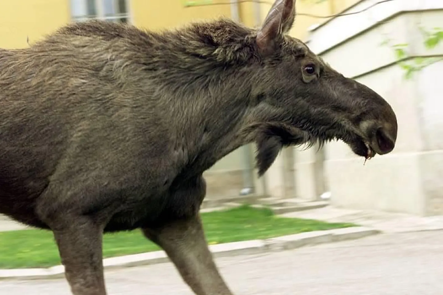 Põdrad on ka varem linna eksinud.