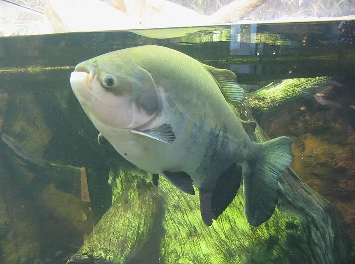 Pacu kala