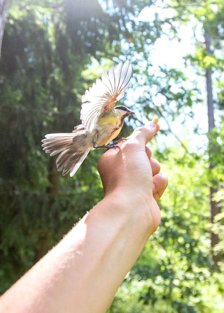 Artikli foto