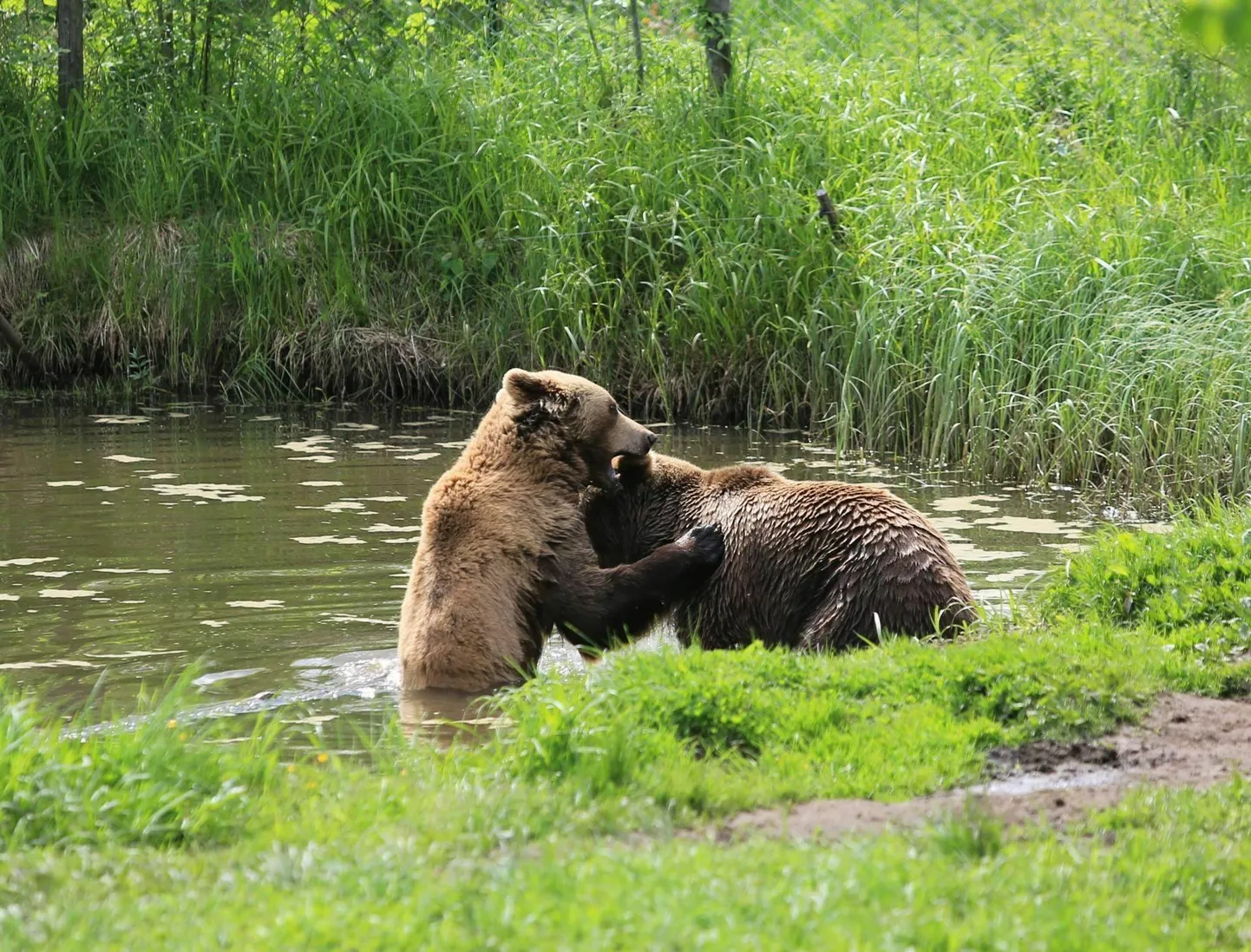 Медведи. Иллюстративное фото.