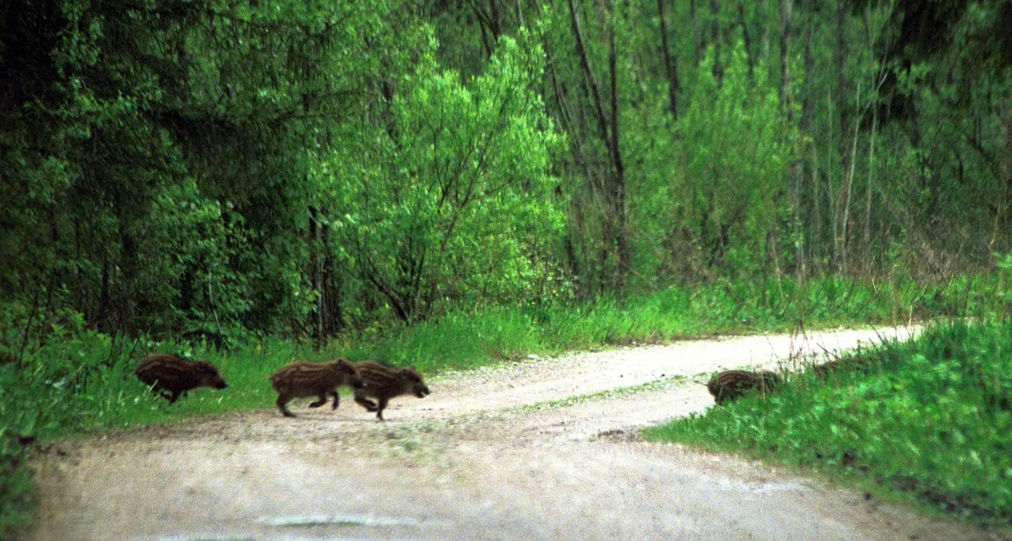 Sügiseti on oht liigeldes metsloomaga kokku põrgata suur. Eriti ettevaatlik tuleb olla hämaral ja pimedal ajal liigeldes.