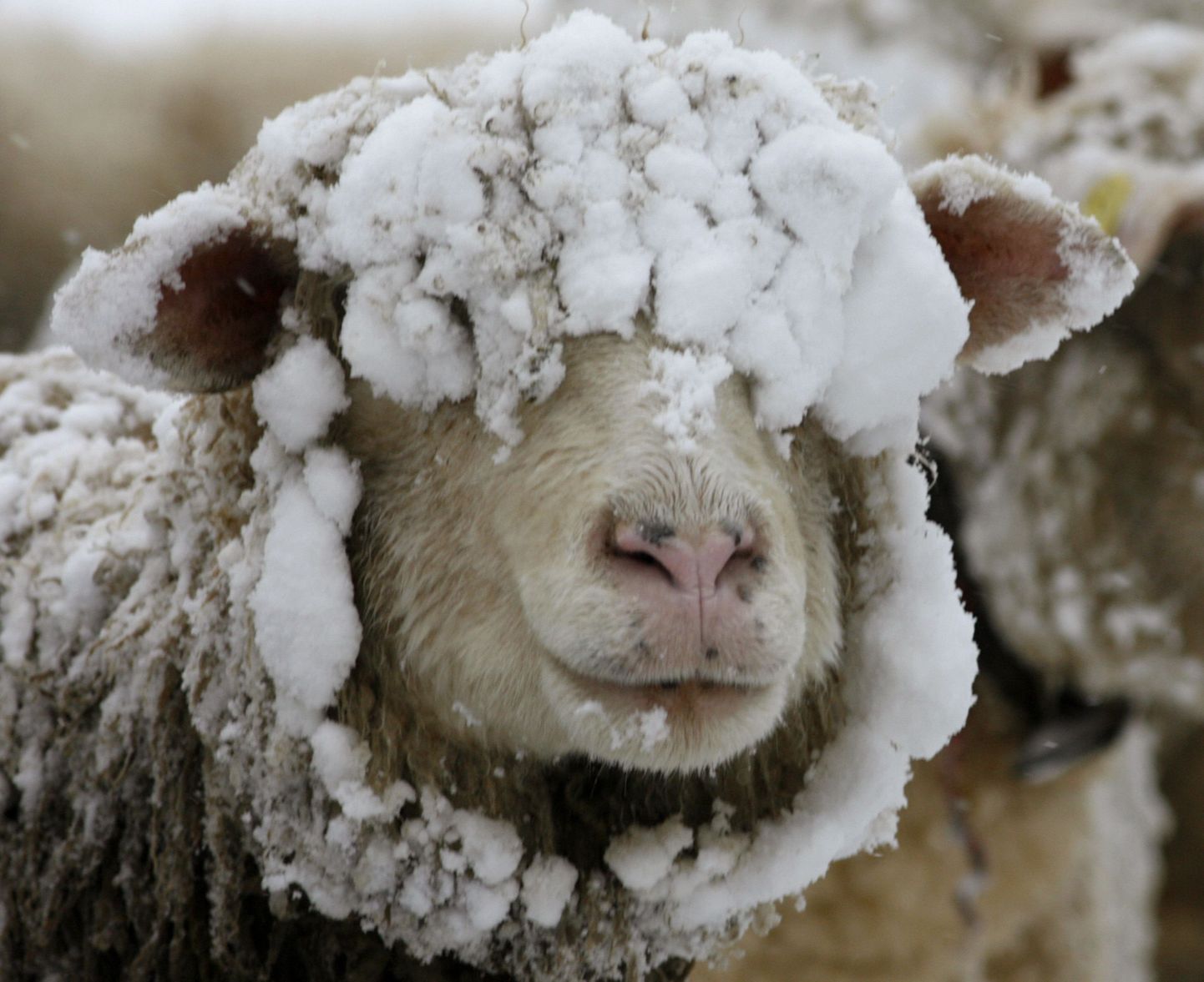 Lumine lammas
