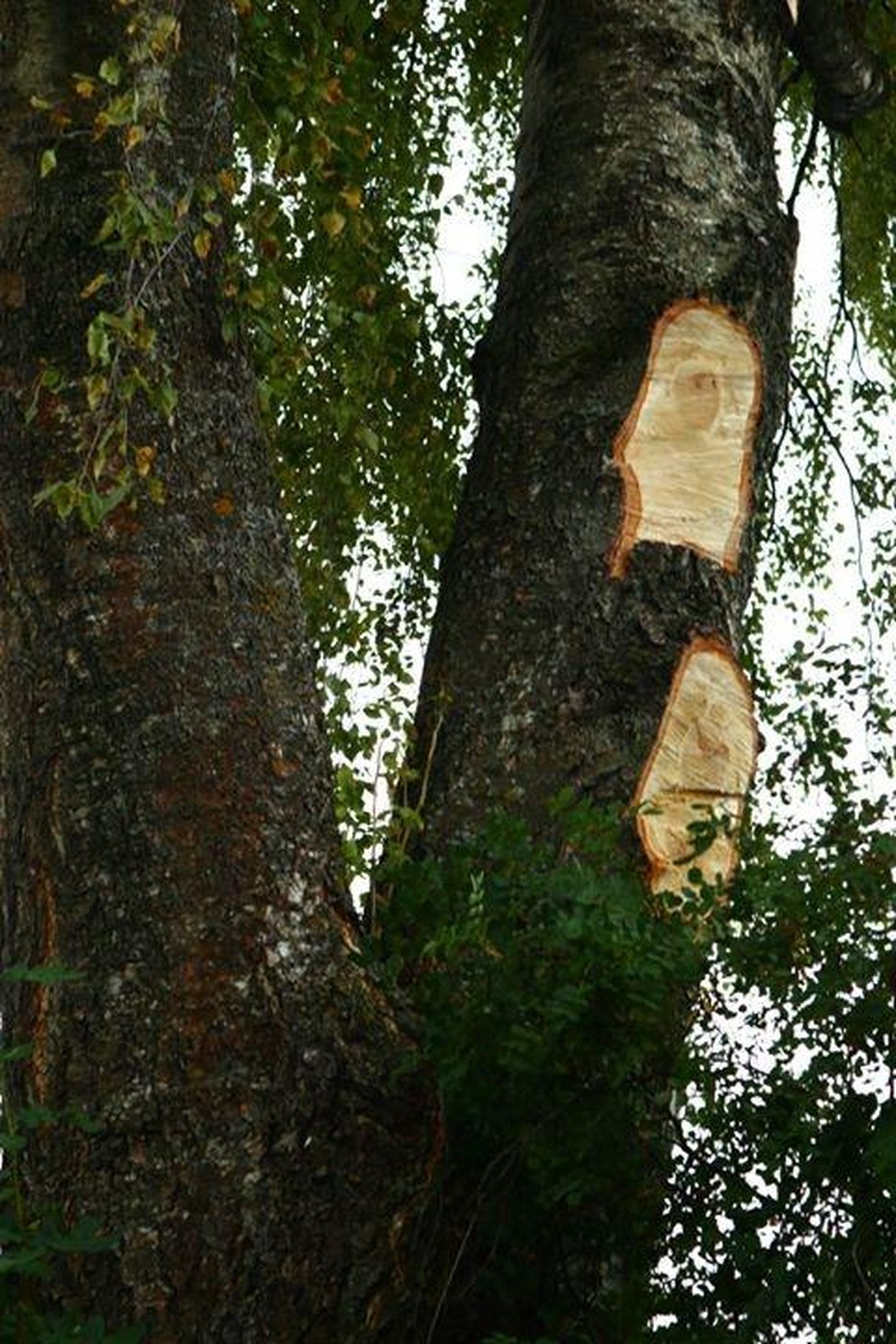 Järjekordne näide ühest Eesti linnast, kus end arboristiks nimetanud soss-sepp on puu ära rikkunud. Selline puu võib murdudes põhjus­tada suurt kahju.