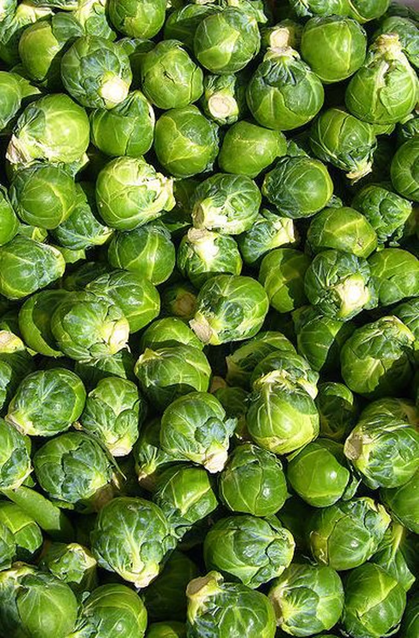 Rooskapsas