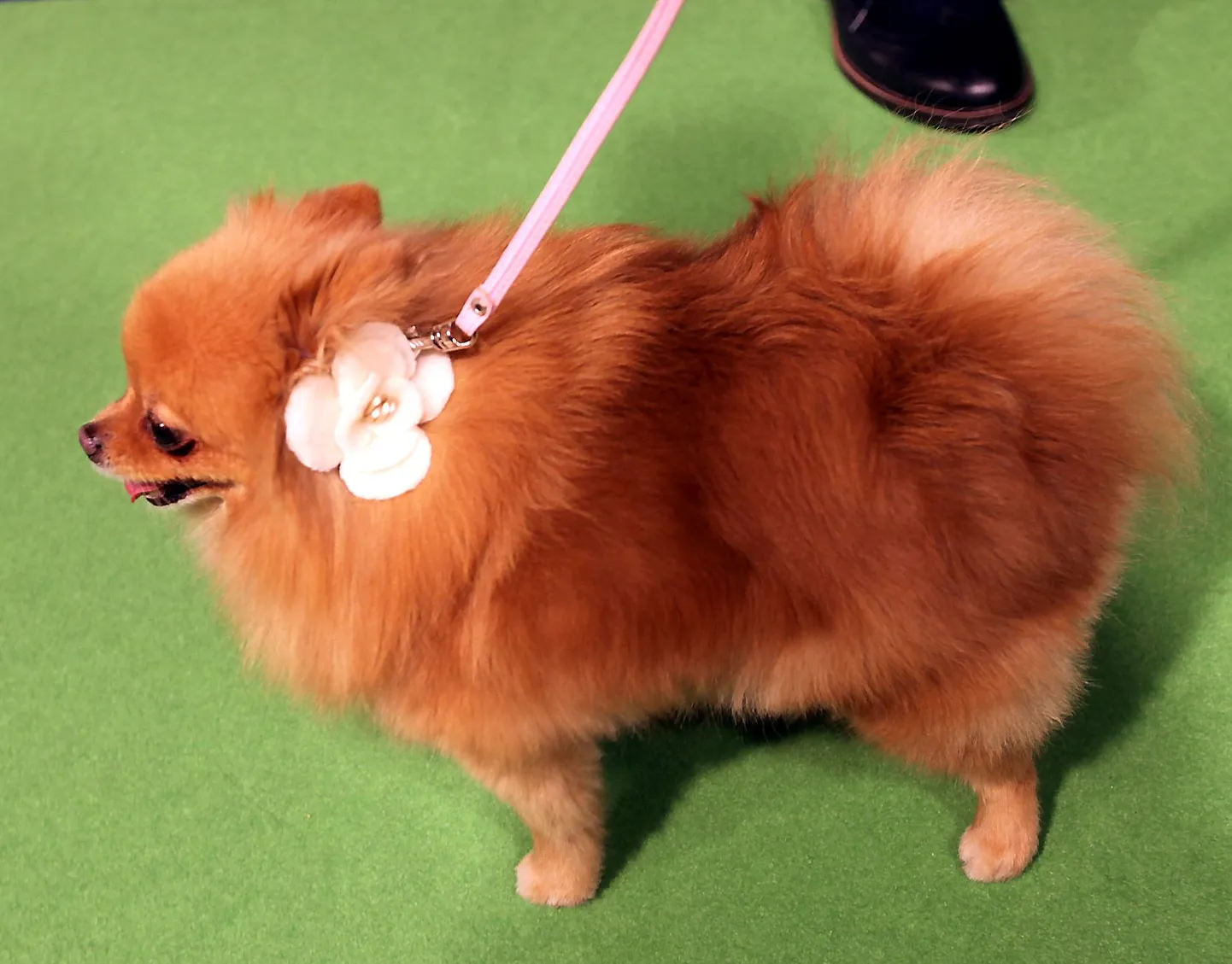 Tallinnas avas uksed Põhjamaade suurim lemmikloomakeskus Pet City XL 11.12.2015
