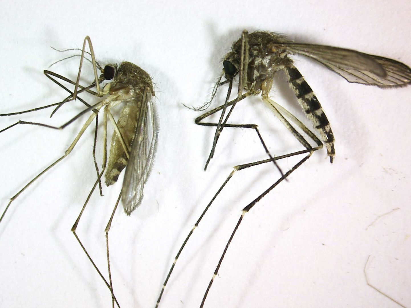 Culex pipiens - комар-переносчик вируса западного Нила.