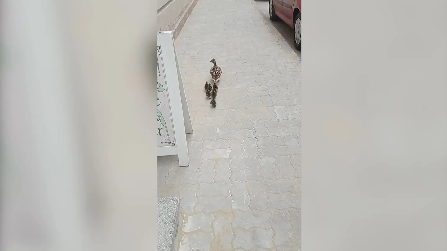 Artikli foto