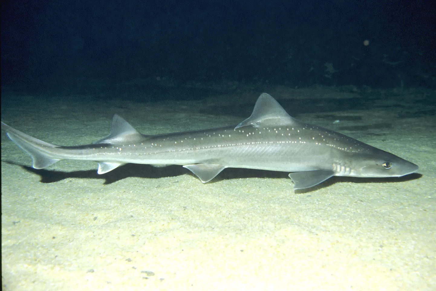 Mustelus lenticulatus ehk kärphai.