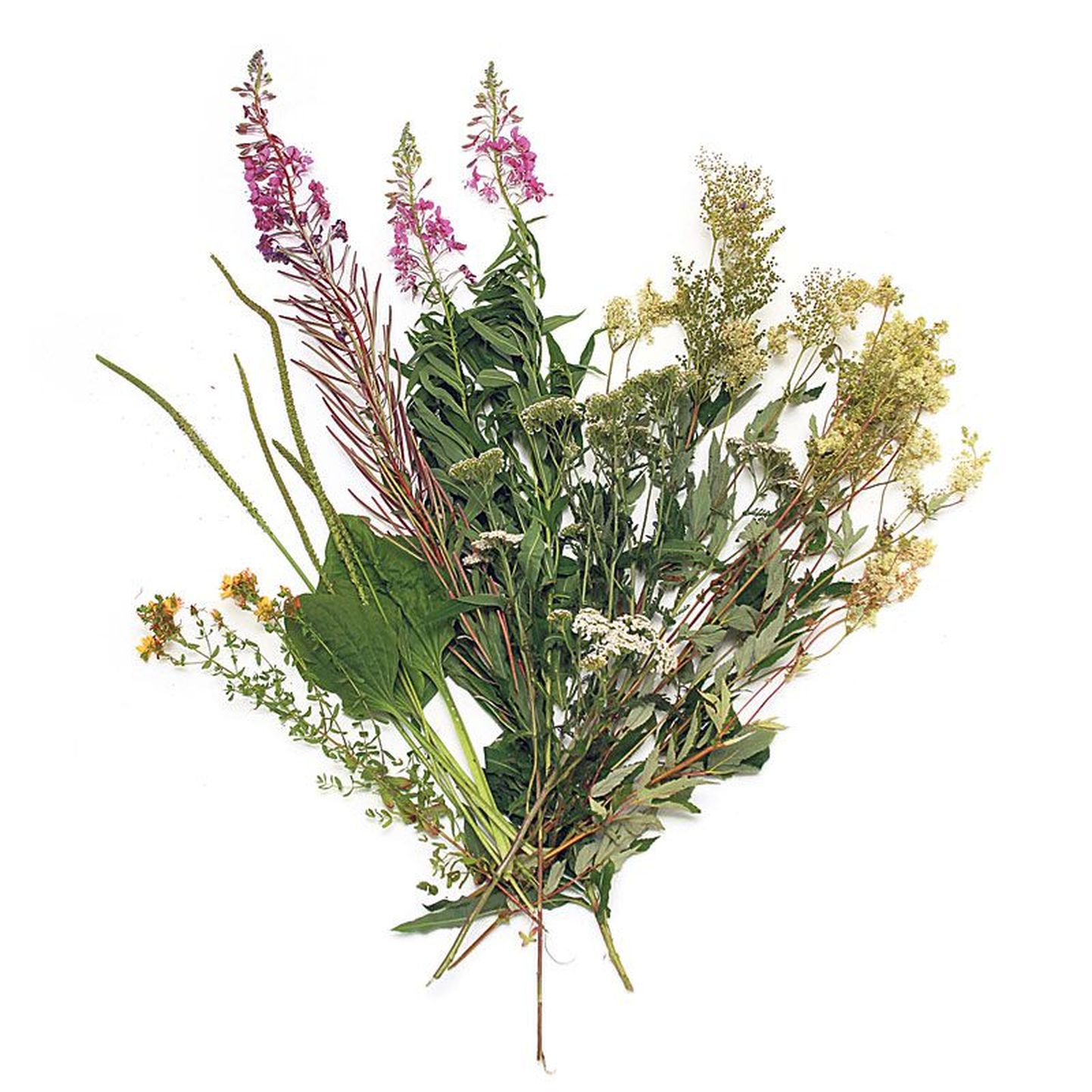Tavalised taimed-turgutajad: naistepuna, teeleht, põdrakanep, raudrohi, angervaks.