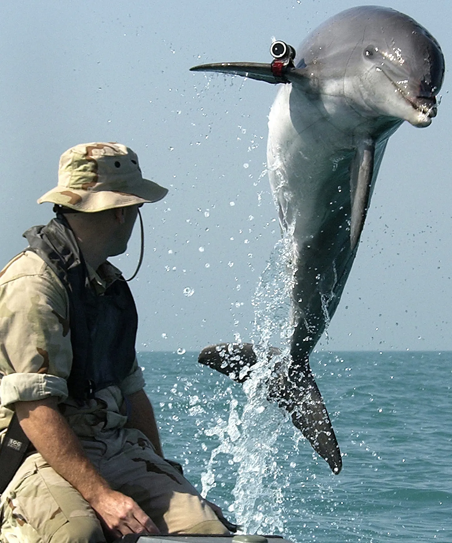 USA mereväe delfiin K-Dog Pärsia lahes.
