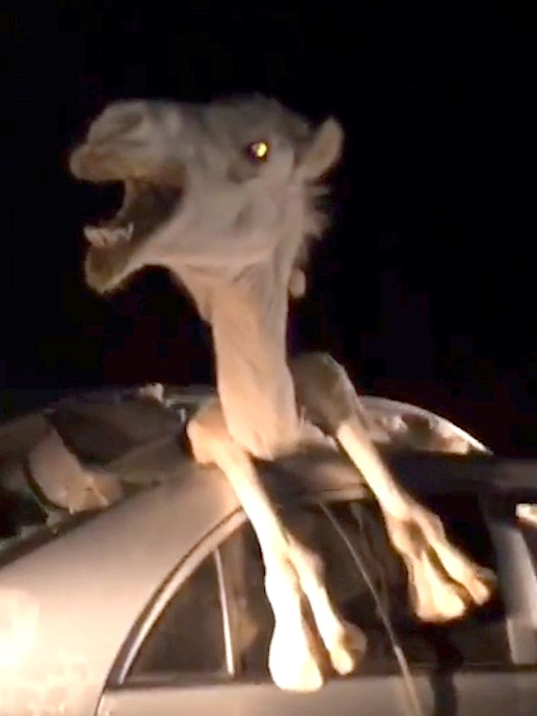 Indias lendas kaamel pea ees auto esiklaasist sisse