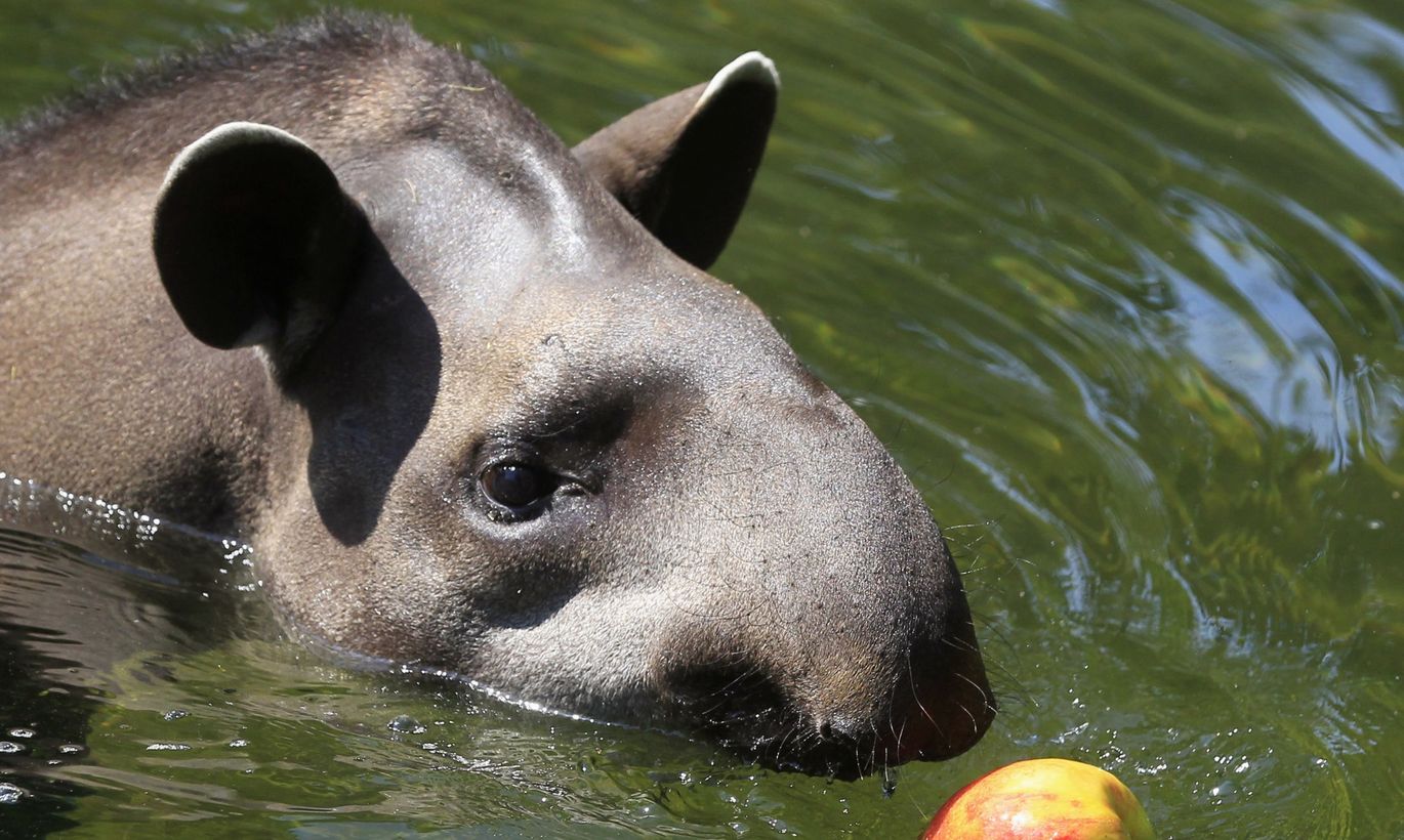 Фото тапира. Чепрачный тапир (Tapirus indicus. Кабанчик тапир. Тапир питается. Тапир плавает.