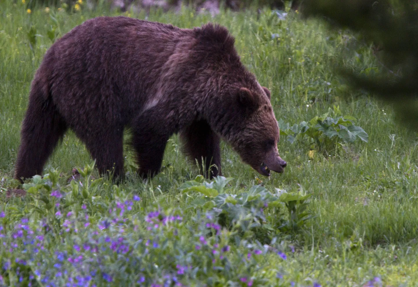 Grisli Yellowstone‘i rahvuspargis
