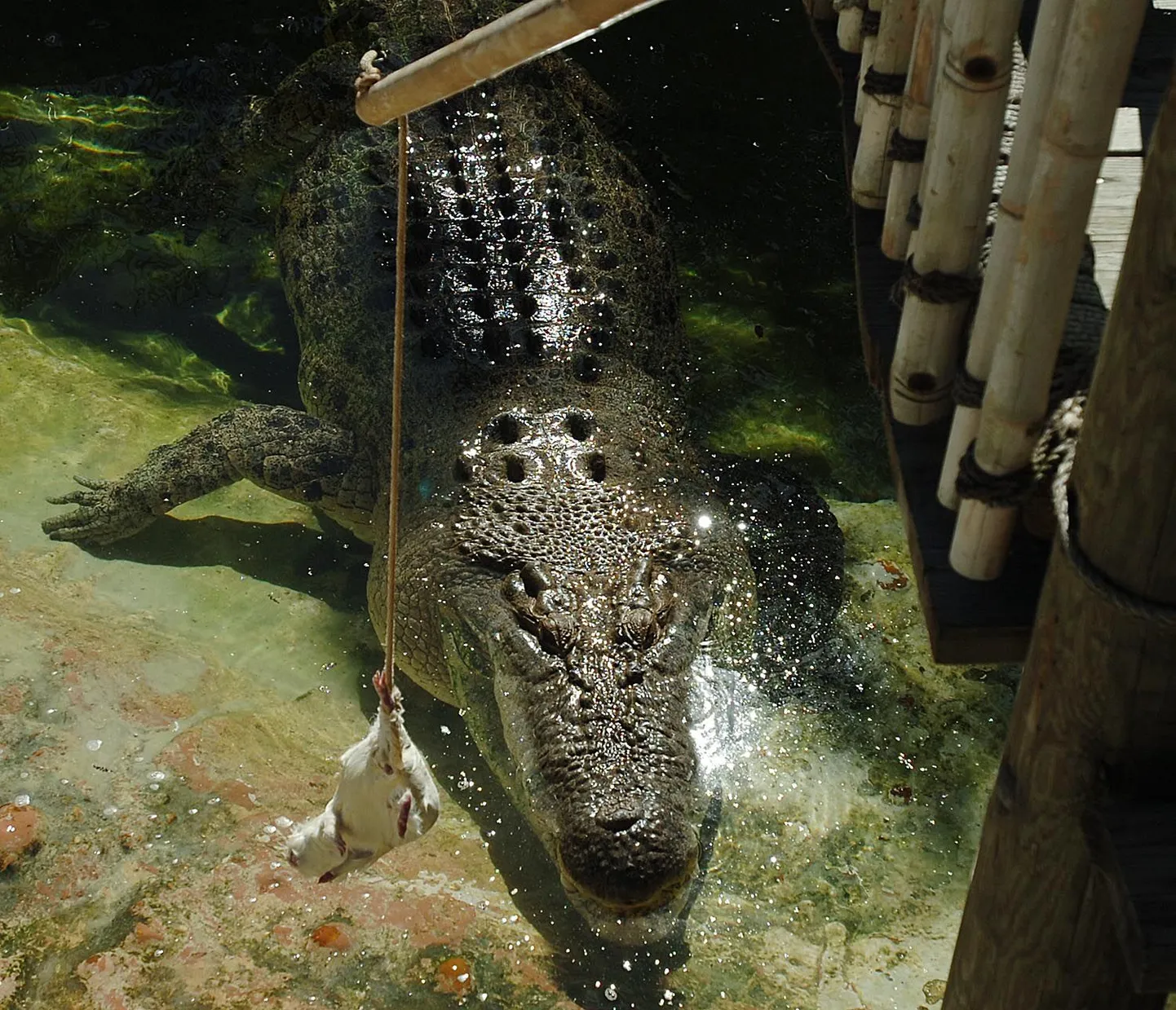 Krokodill