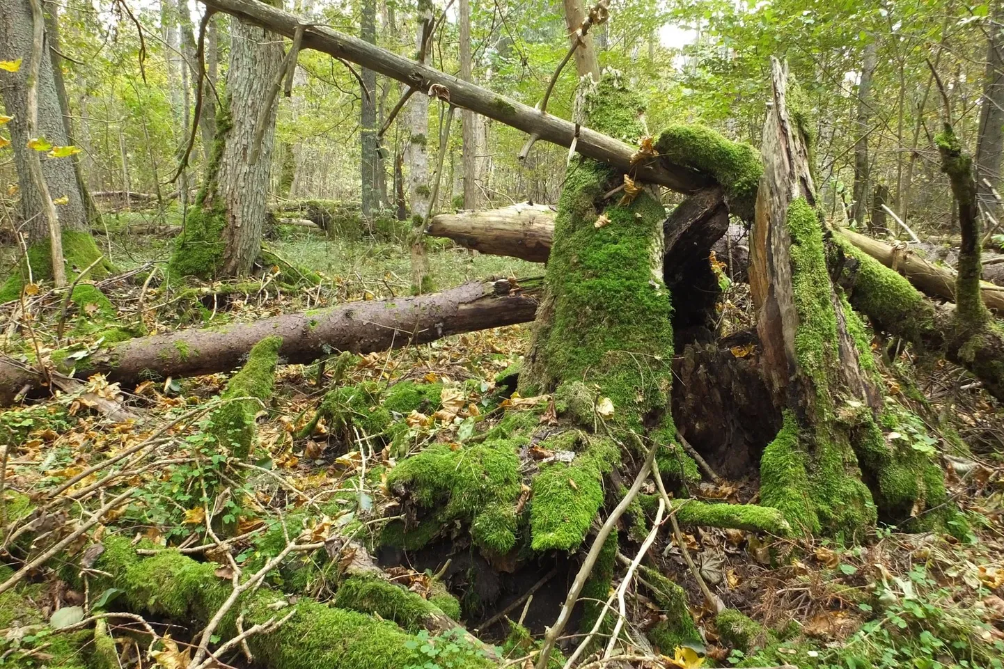 VEP ehk vääriselupaik on ala metsas, kus kitsalt kohastunud, ohustatud, ohualdiste või haruldaste liikide esinemise tõenäosus on suur.