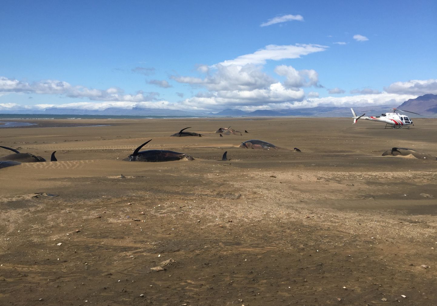 Mirušas grindas Islandes rietumu krasta pludmalē