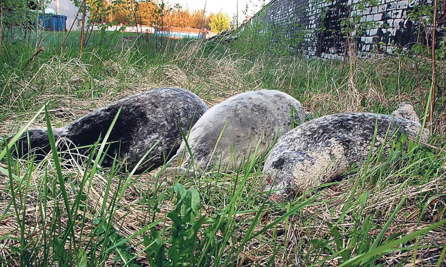 Tormiga randa uhutud hülged paigutati rannaliste silme eest enne nende äraviimist mudaravila hoovi.