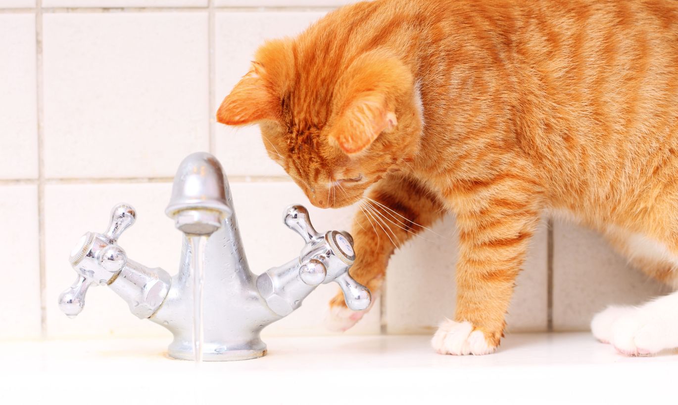 сколько воды нужно пить кошке