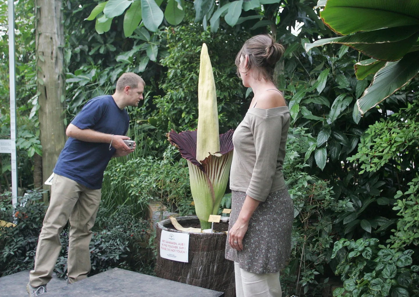 Belgias Meise botaanikaaias puhkes õitsele laibalill (Amorphophallus Titanum)