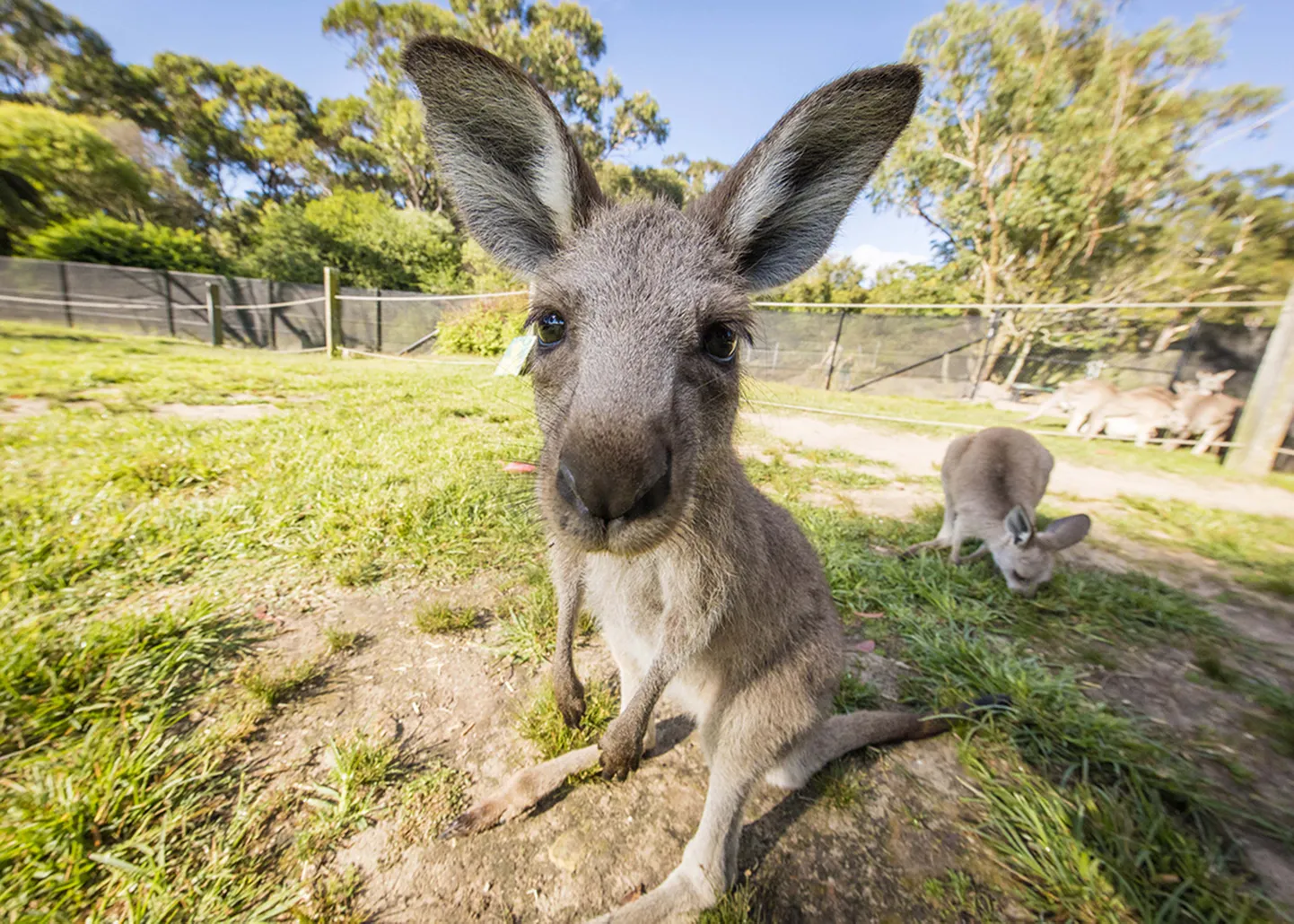 Känguru.