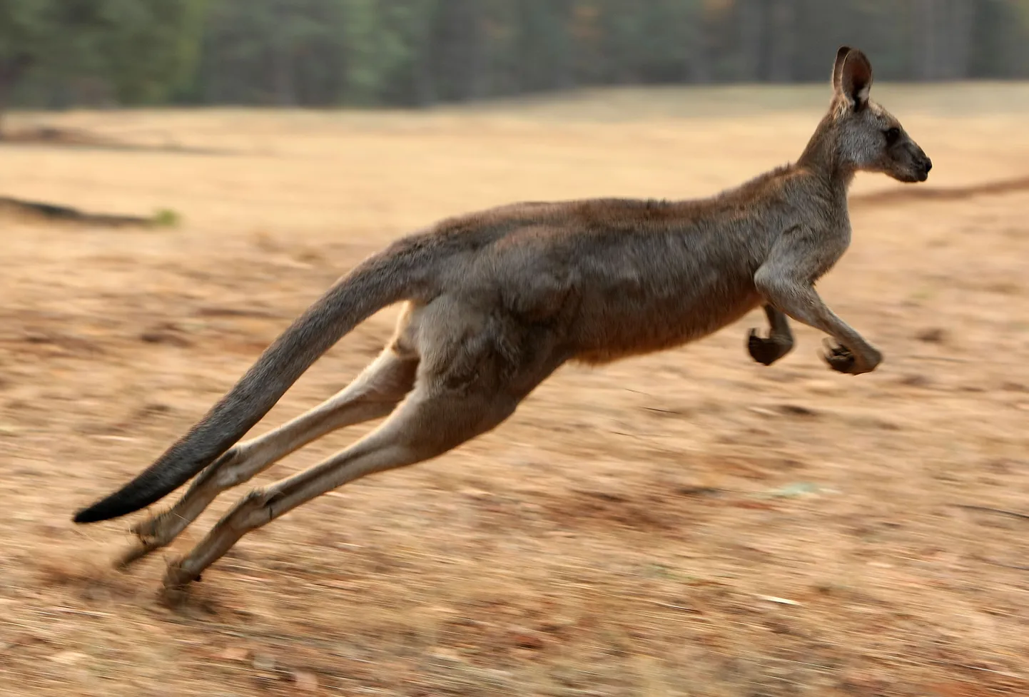 Känguru