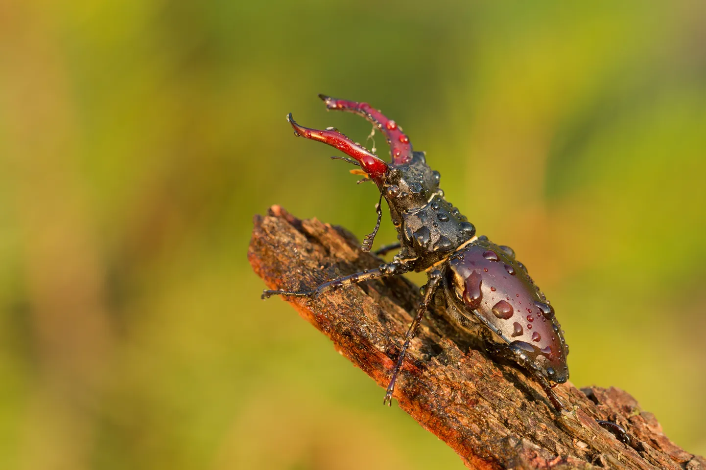 Dižā briežvabole (Lucanus cervus L).