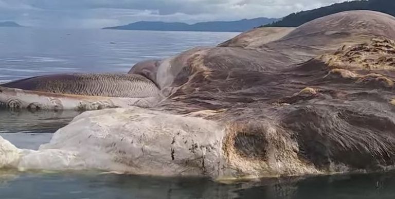 Indoneesia Serami saare juurest leitud olend võib olla surnud kiusvaal