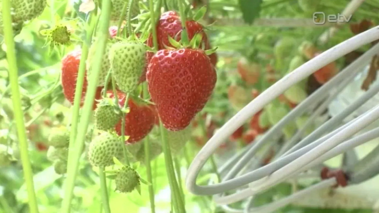 Võrumaal valmisid tänavused Eesti esimesed maasikad