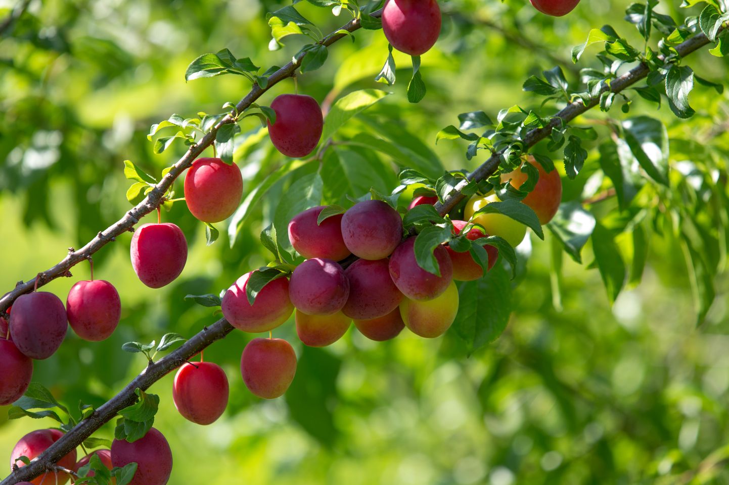 Kui viljapuude oksad ulatuvad teie krundile, on seaduse järgi teil õigus nendel kasvavatele viljadele.