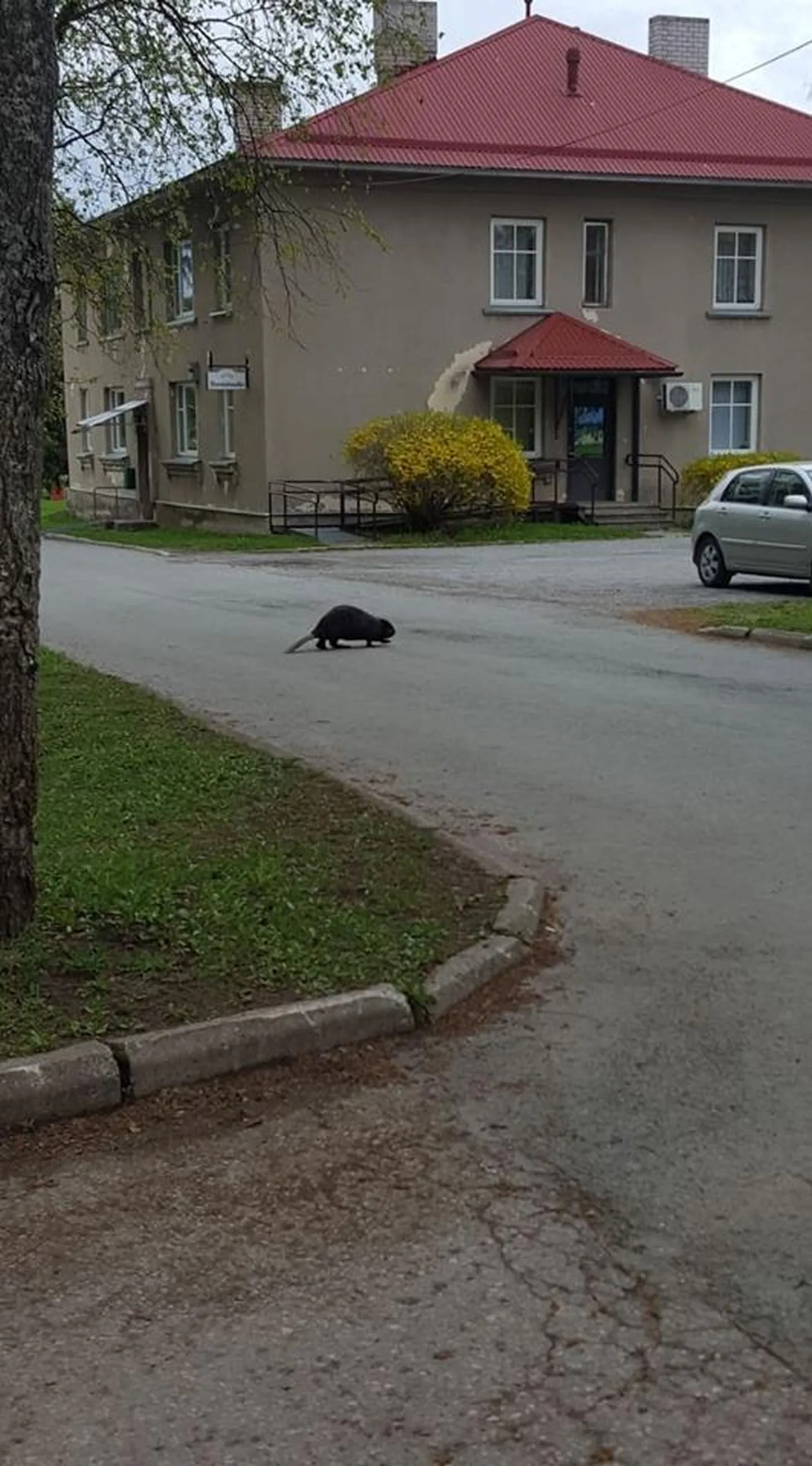 Бобр в Кадрина.